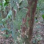 Pouteria grandis Bark