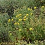 Carthamus arborescens Hábito