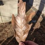 Quercus falcata Leaf