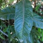 Eucryphia cordifolia Foglia