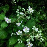 Rubus scaber Pokrój