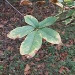 Aesculus californica Leaf