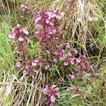 Pedicularis palustris Flower