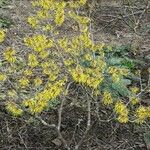 Hamamelis mollis പുഷ്പം