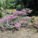 Rhododendron wadanum 整株植物