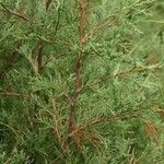 Juniperus scopulorum Folha