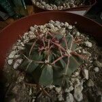 Echinocactus texensis 葉