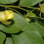 Guatteria dolichopoda Flor