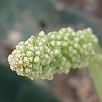 Sansevieria aethiopica ഫലം