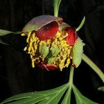 Paeonia californica Blüte