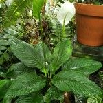 Spathiphyllum phryniifolium Alkat (teljes növény)