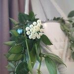 Hoya lacunosa Flower