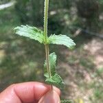 Veronica teucrium Leaf