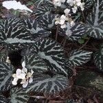 Begonia imperialis Habit