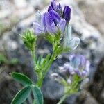 Medicago sativa Blomst