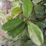 Ficus cyathistipula ഇല