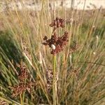 Juncus acutusBlüte