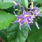 Solanum subinerme फूल