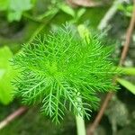 Myriophyllum verticillatum Лист