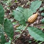 Rothmannia manganjae Fruit