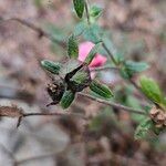 Potentilla nepalensis Other