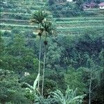 Areca catechu Habit