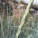 Elytrigia x laxa Fula