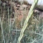 Elymus pungens Blüte