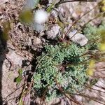 Saxifraga caesia Likasa