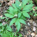 Cardamine enneaphyllos অভ্যাস