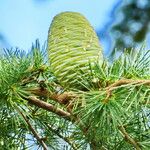 Cedrus deodara Plod