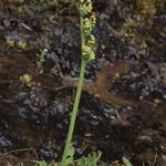 Botrychium simplex 整株植物