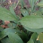 Ruscus hypoglossum Blad