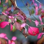 Euonymus alatus Leaf