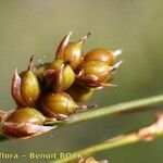 Carex liparocarpos Fruit