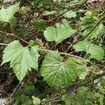 Vitis riparia Feuille