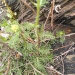 Achillea chamaemelifolia Blatt