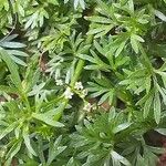 Cyclospermum leptophyllum Blüte