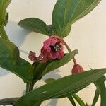Medinilla magnifica Blüte