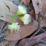 Syzygium samarangense Flower