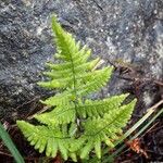 Gymnocarpium robertianum Leaf