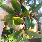 Cleyera japonica Leaf