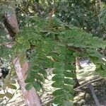 Caesalpinia echinata Hoja