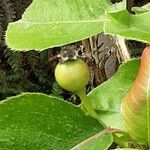 Pyrus pyrifolia Fruit