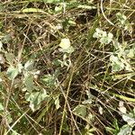 Malvella leprosa Habit