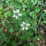 Nigella sativa Habit