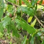 Macadamia integrifolia 果實
