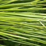 Rhynchospora holoschoenoides Leaf