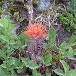 Castilleja rupicola Habit