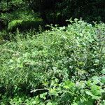 Rubus adscitus Habitat